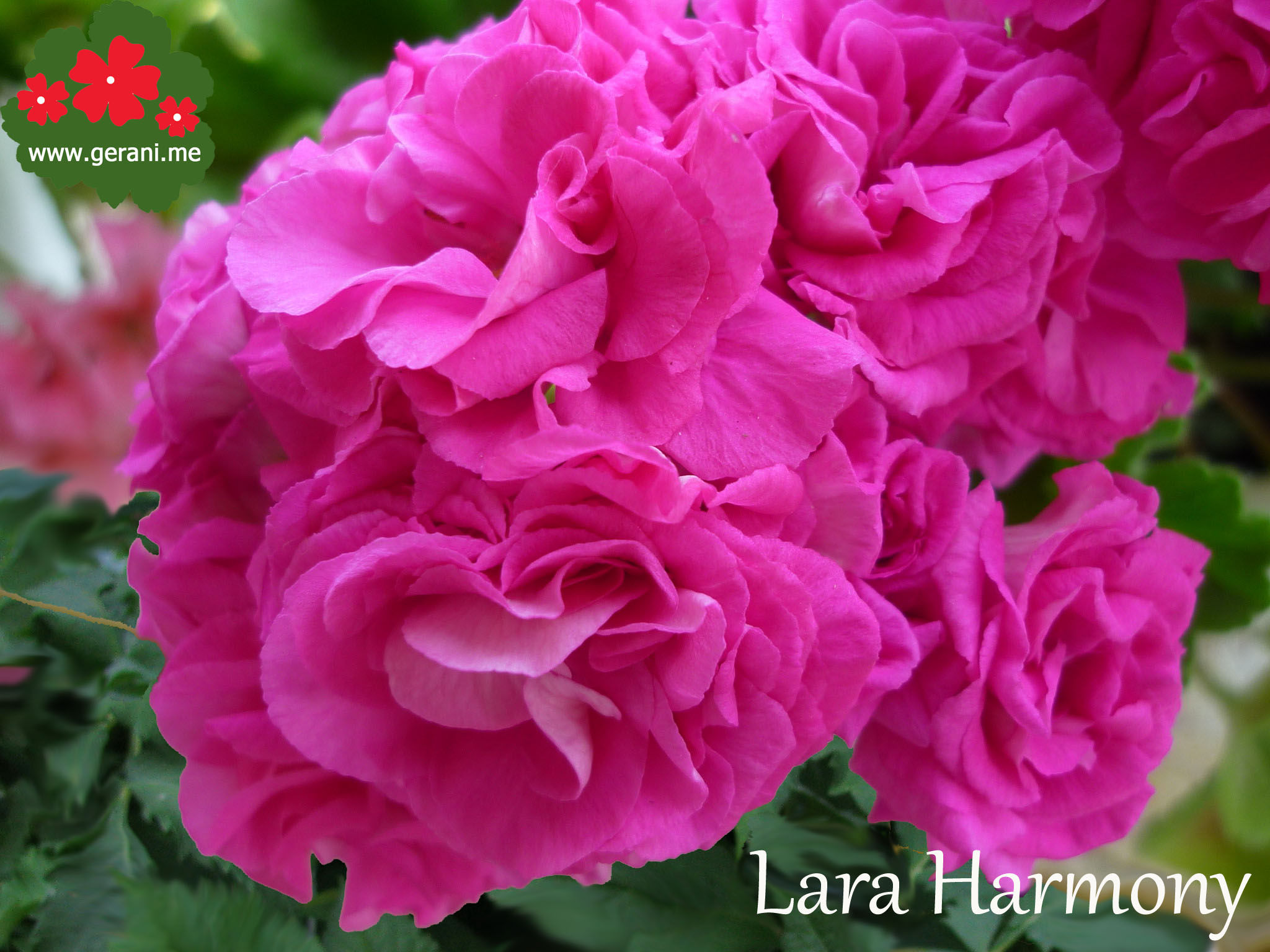 Lara Harmonia