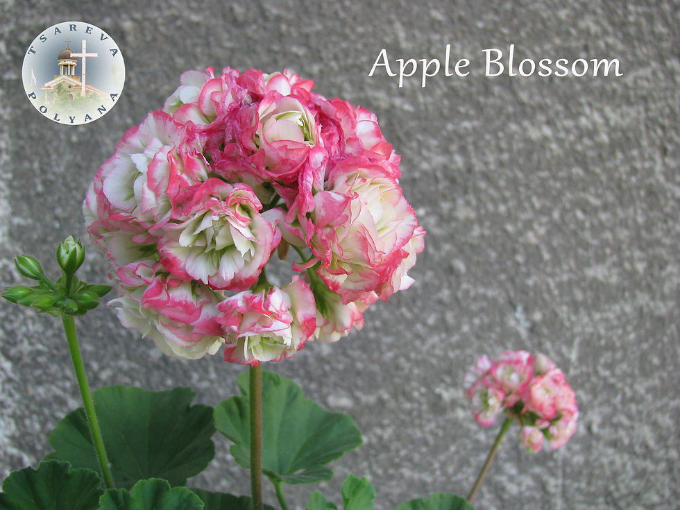 Миниатюра: Apple Blossom Rosebud
