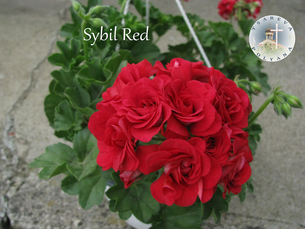 Sybil Red 02