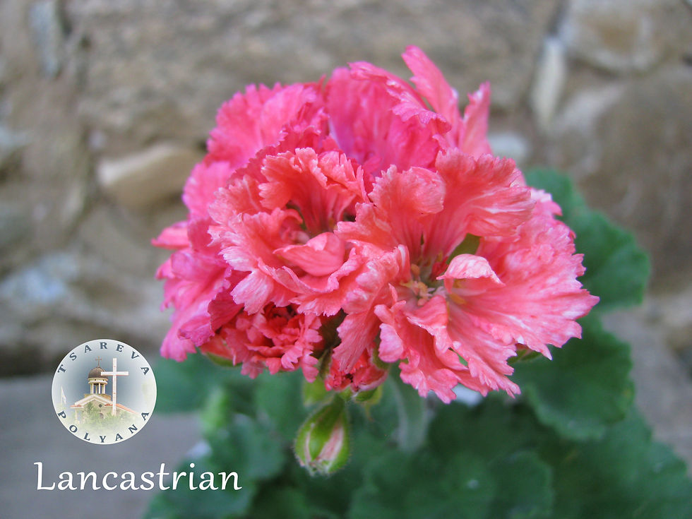 Миниатюра: Lancastrian