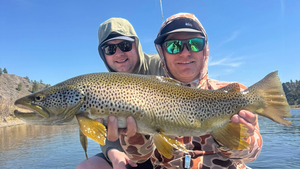 23.5 inch brown trout from the missouri river