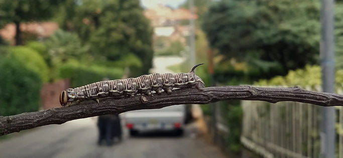 Specie associata agli alberi habitat urbani