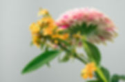 Exoctic Flowers