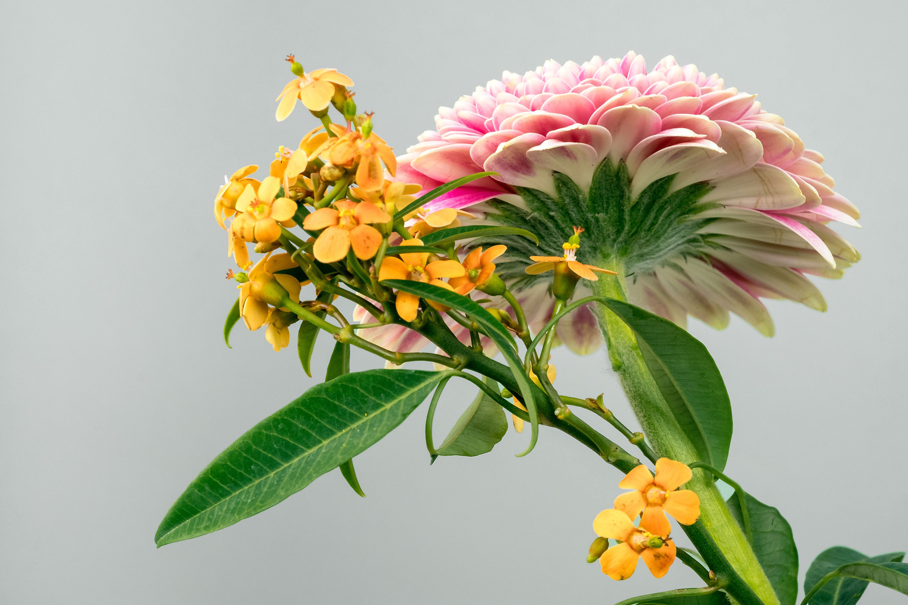 Exoctic Flowers