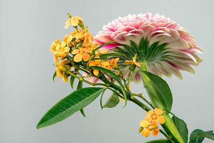 exoctic Flores