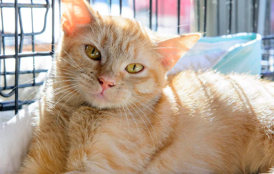 rescue cats for adoption