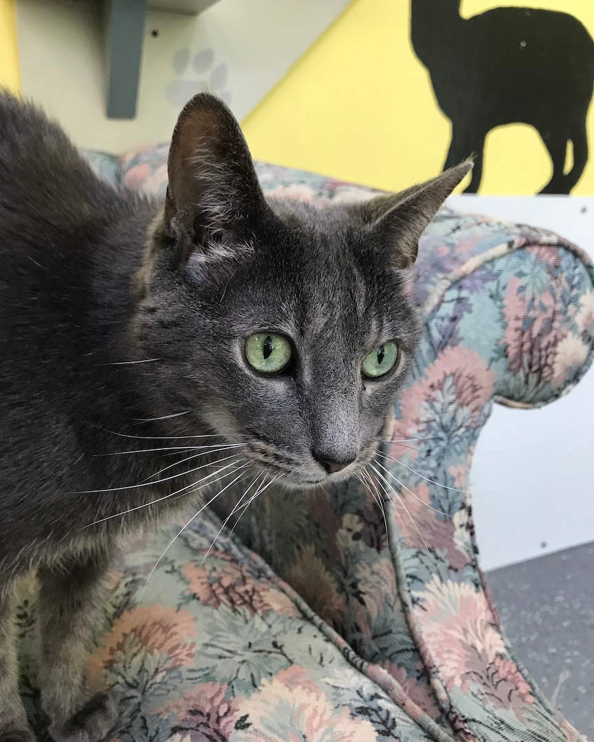 Anjellicle Cats Rescue New York City Cat Rescue No Kill Shelter