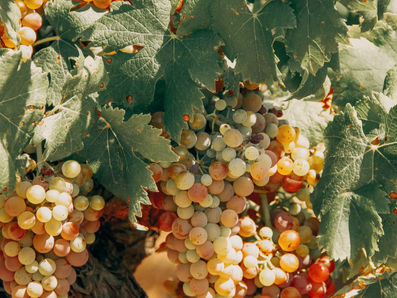 Pray for Bearing Fruit