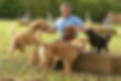Eddie & Dogs.jpg