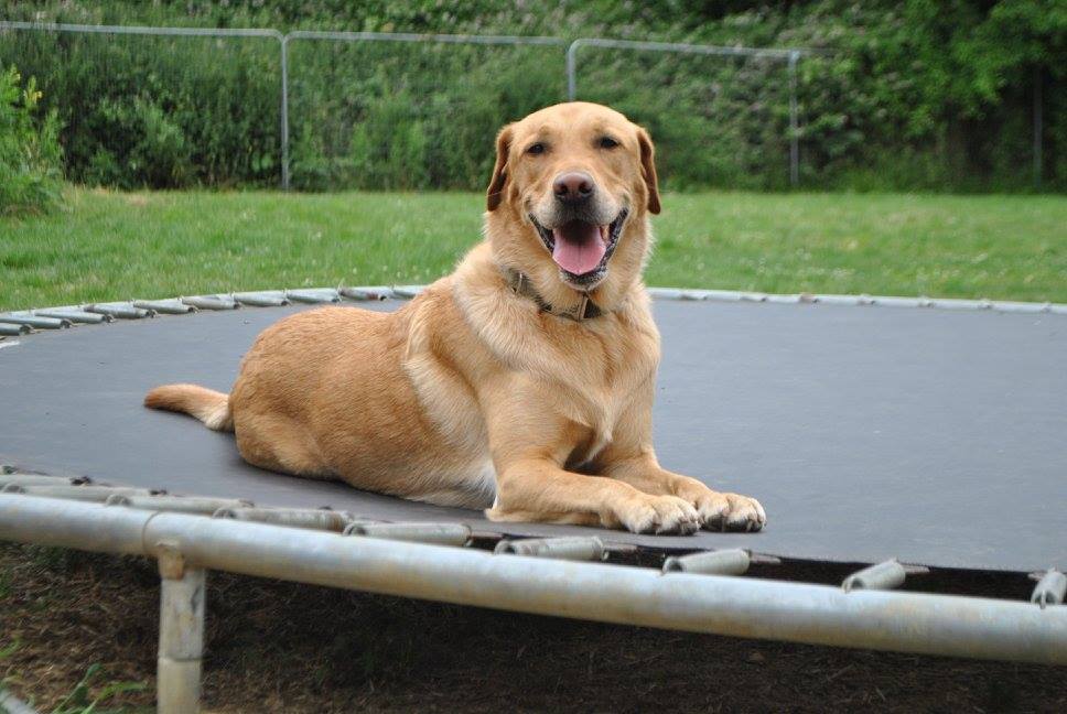 EDDIES DOGGY DAYCARE ESSEX