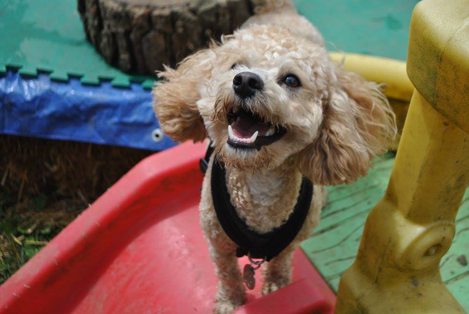 EDDIES DOGGY DAYCARE ESSEX