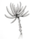 Coral Tree