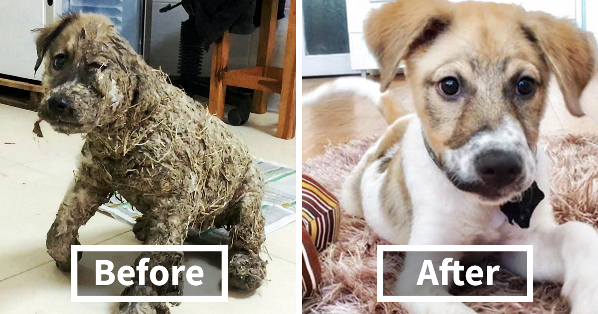 What Is the Quality of Life of Stray Animals in Urban Areas? content media