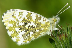 Male Orange Tip Butterfly