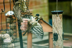greater spotted woodpecker