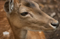 Fallow