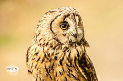 Tawny owl
