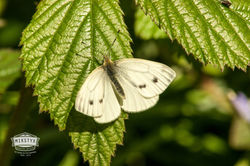 Green veined white