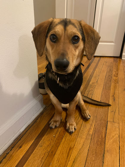 Small tan dog sitting on wooden apartment floor.