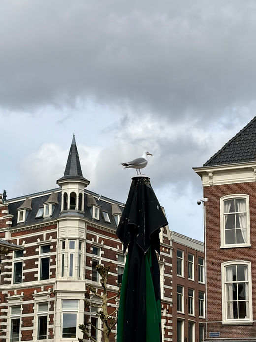 Seagull perched on top of an umbrella.