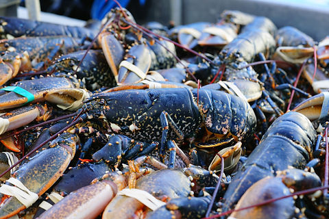 HOMARD BLEU.jpg