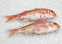 Gurnard, mullus surmuletus, Fresh Fishes