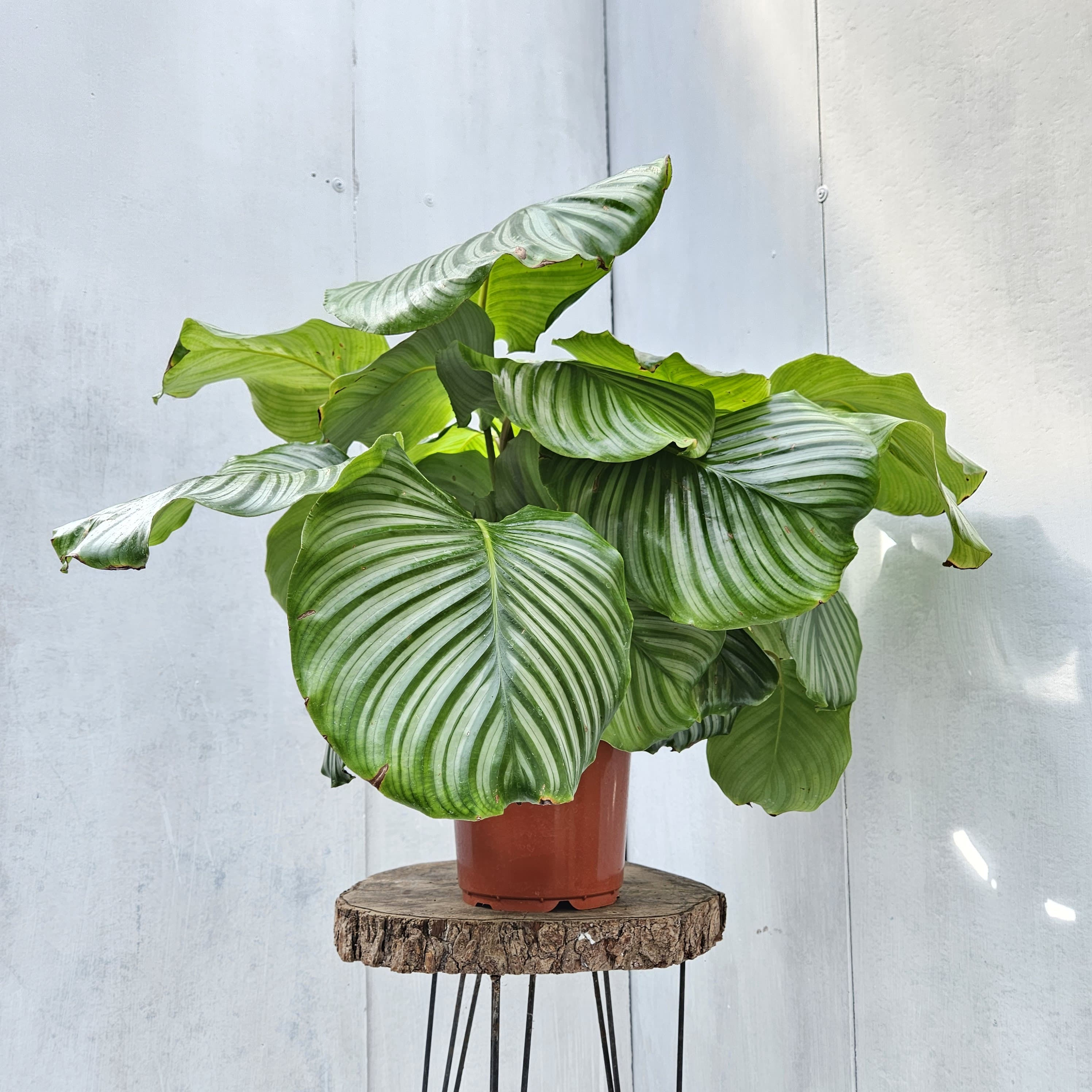 Calathea orbifolia (Dua Çiçeği)