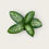 Küçük resim: Dieffenbachia