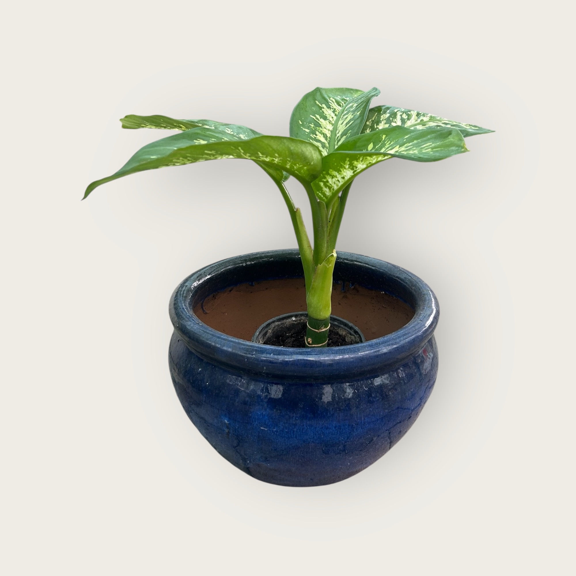 Dieffenbachia (Difenbahya)