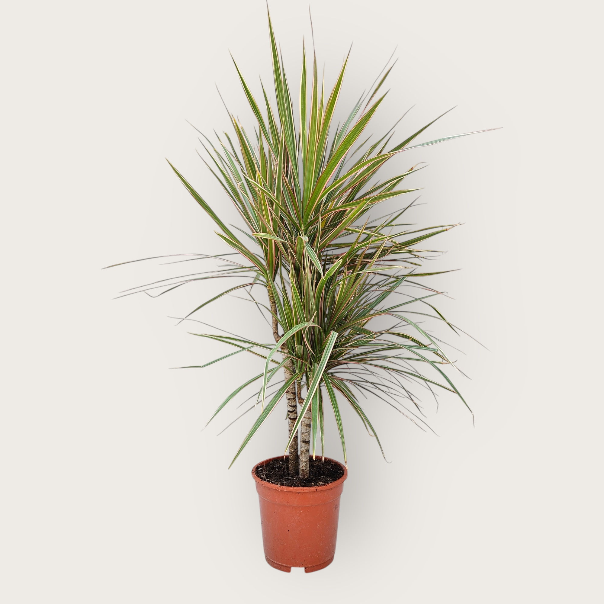 Drecena marginata (Dragon Ağacı)