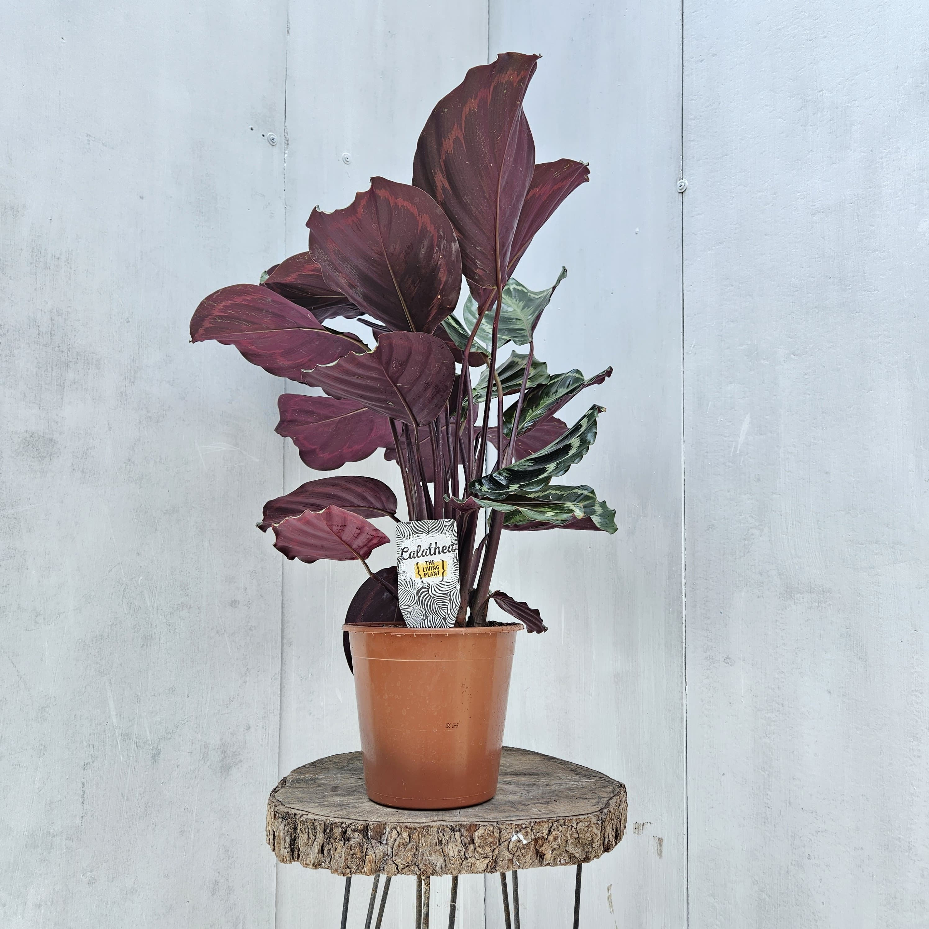 Calathea picturata crimson (Dua Çiçeği)