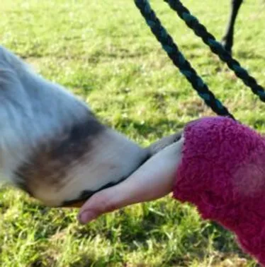 Kontackt Formular Isis Ponyranch wix com