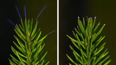 🌳 Storms Turn Forests Into Light Shows