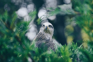 Grey Hawk