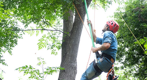 emergency tree service in Austin