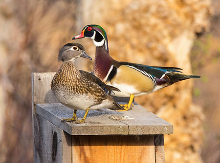 wood-duck-pairing-on-box.jpg