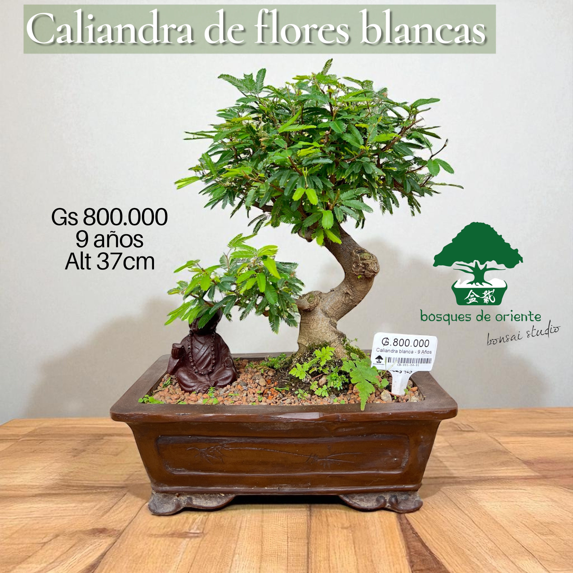 Caliandra Blanca