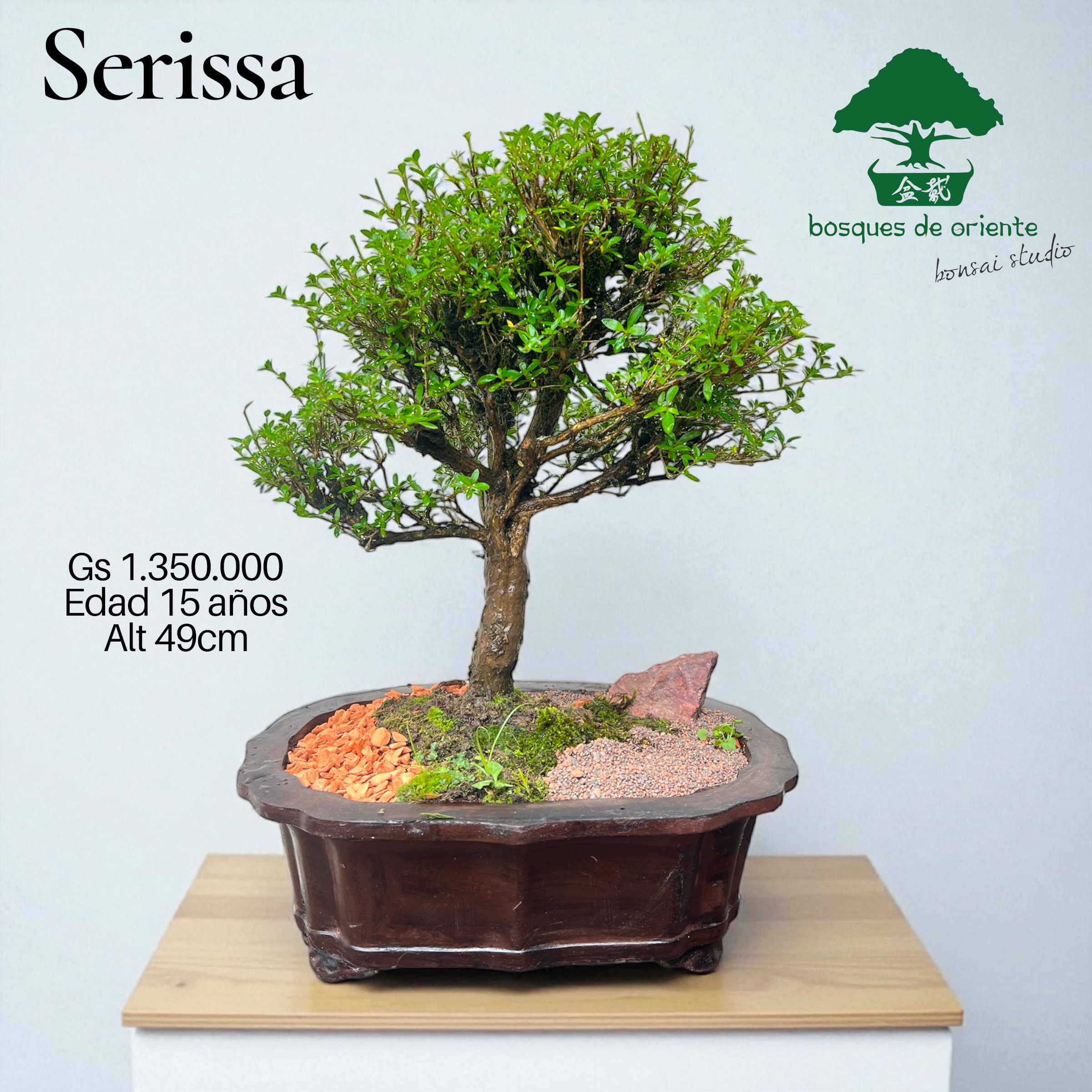 Serissa