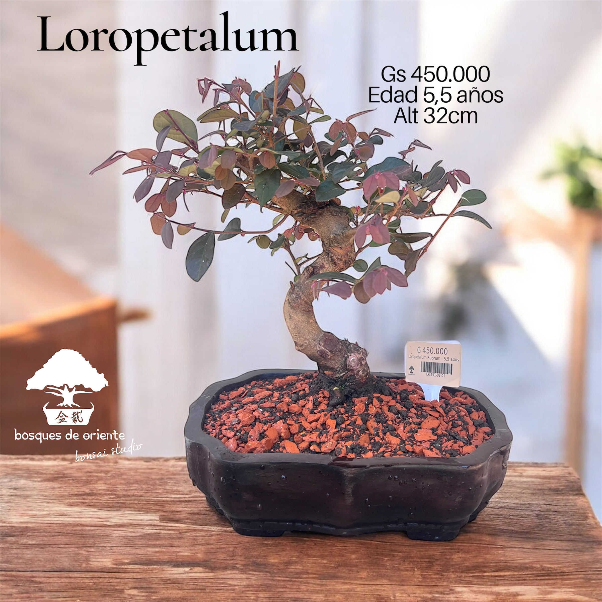 Loropetalum Rubrum