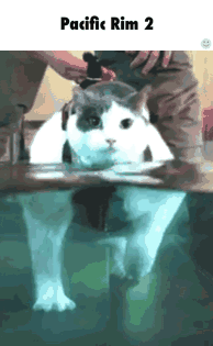 IMG_0542.GIF