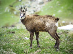 Faune typique de Samoëns et de la Haute Savoie