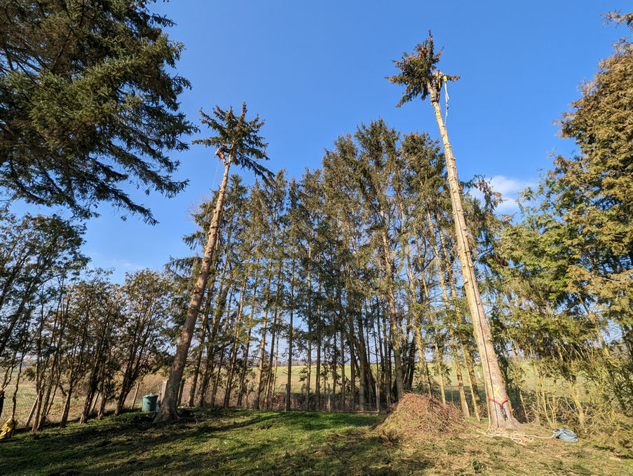 Mise en perspective élagage