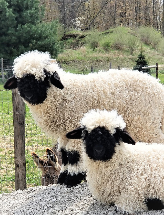 Valais Blacknose Sheep | Timberhaus Valais
