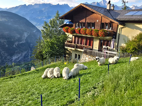 Village Pastures.jpg