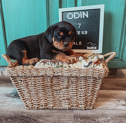 My project compy.png