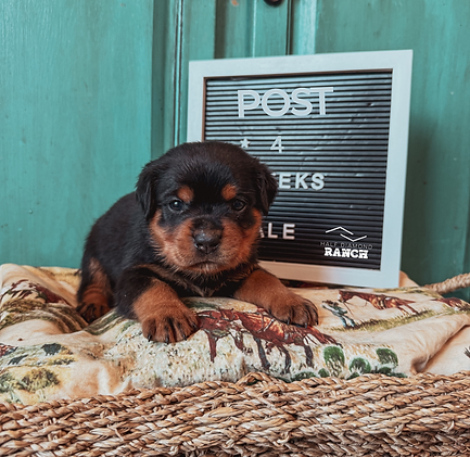 My project compy.png