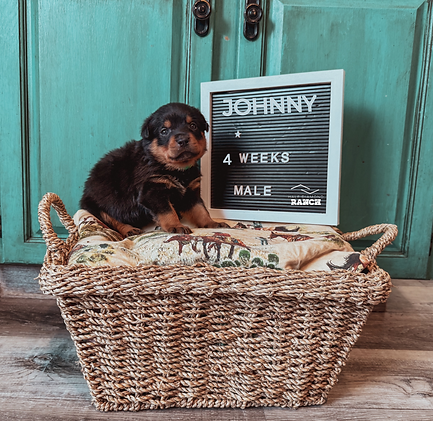 My project compy.png