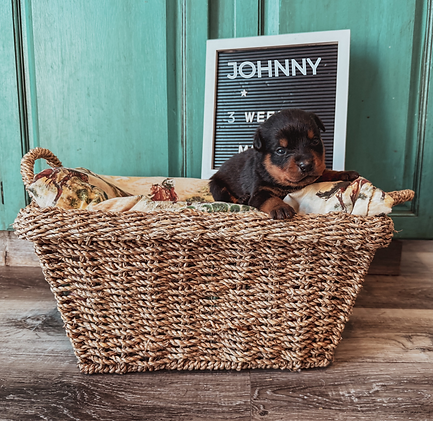 My project compy.png