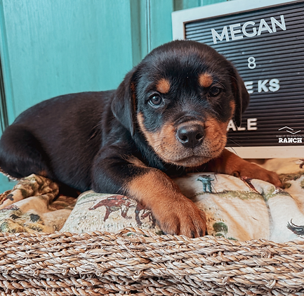 My project copyHH.png