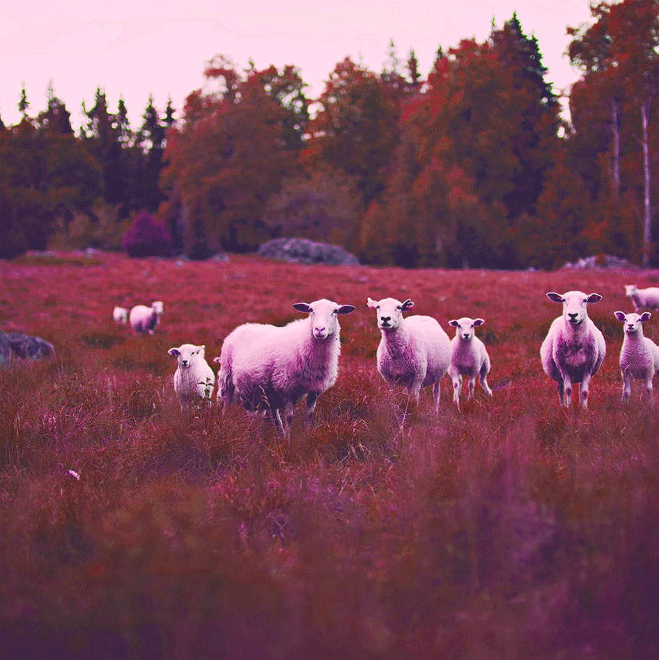 SHEEP.gif